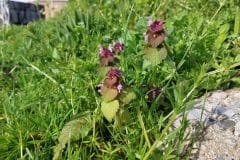Red-Dead-Nettles-April-4-2023-Dublin