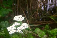 Yarrow (Achillea millefolium) 4 July 2017Grand Canal, Dublin 8