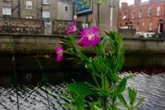 HOARY WILLOWHERB (Epilobium parviflorum) 4 July 2017Grand Canal, Dublin 8