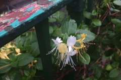 HONEYSUCKLE (Lonicera japonica) 5 July 2017. To harvest, simply gather the flowers when they are still in bud form and just about to burst open.  You can tincture them fresh or dry.  Traditionally they were dried and then prepared as a tea, in blends with other herbs.  In current TCM, they are preparing the flower extract in an injectable form.Dublin 8