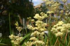MEADOWSWEET (Filipendula ulmaria 6 July 2017Grand Canal, Dublin