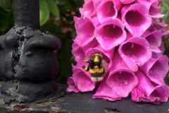 FOXGLOVE (Digitalis purpurea) 16 June 2015. Portobello Dublin. Just too cute to resist this photo.  But cuteness aside, this is a LOW DOSE BOTANICAL and only to be used by experienced practitioners***From Felters (http://www.henriettes-herb.com/eclectic/felter/digitalis-purp.html)Specific indications:Weak, rapid, and irregular heartbeat. Low arterial tension....Actions:In moderate doses digitalis slows the heart-action, increases the force of the pulse, and from these effects chiefly, raises blood-pressure. The diastole is prolonged and the systole is increased in vigor. The result of the stronger systole is to reduce the number of pulsations.... 