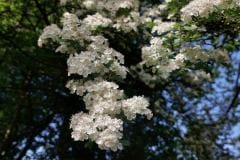 Hawthorne-May-9-2023-Dublin