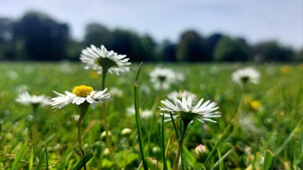 Daisies in the sun