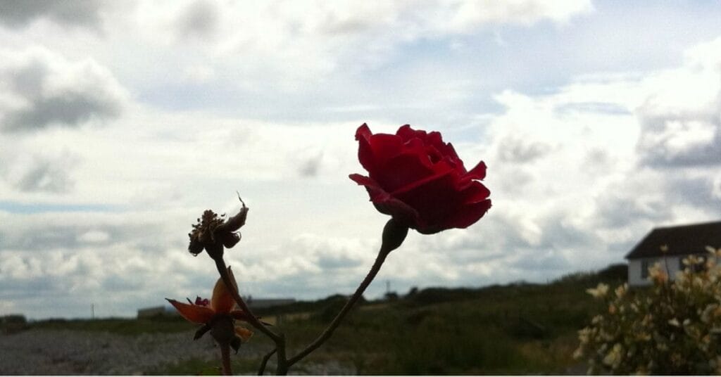 A red rose blooms against a winter sky
