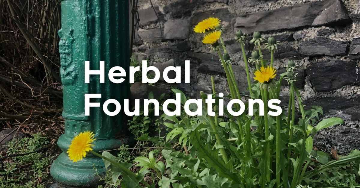 Dandelions bloom in front of a stone wall. White letters read Herbal Foundations