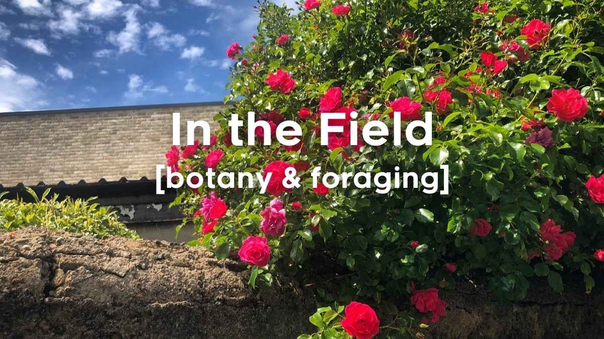 A rambling rose growing along a wall with blue sky above