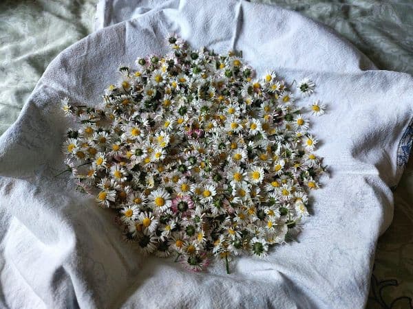 Harvested daisy flowers air drying on a towel