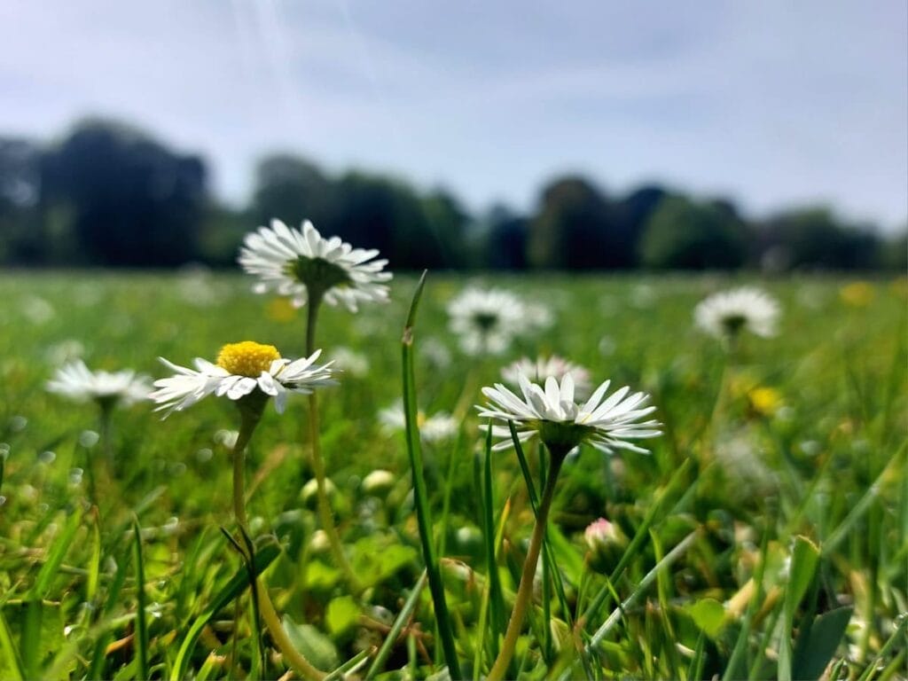 daisies in a field