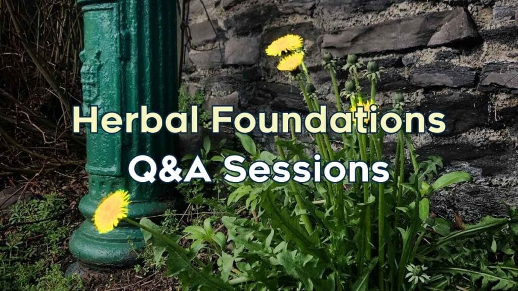Dandelions bloom in front of a stone wall. White letters read Herbal Foundations: Q&A Sessions