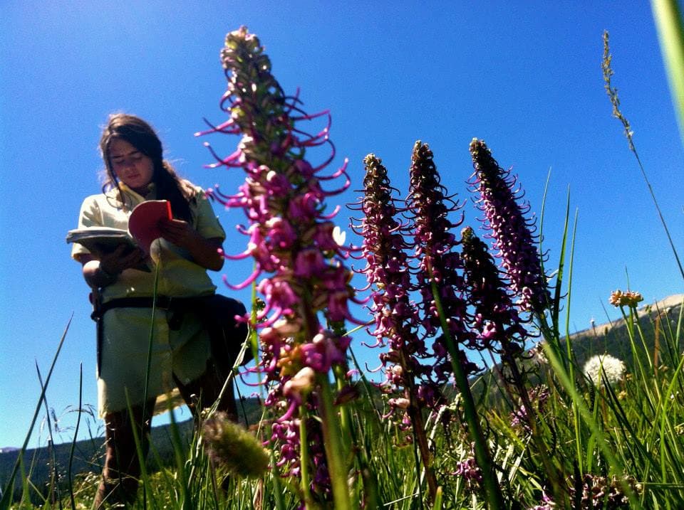 Elephant's Head Montana A tall stand of Pedicularis groenlandica, also known as Elephant's Head.