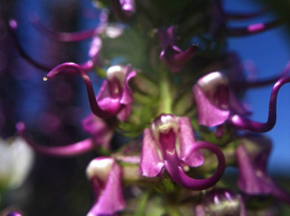 Pedicularis Elephant's Head