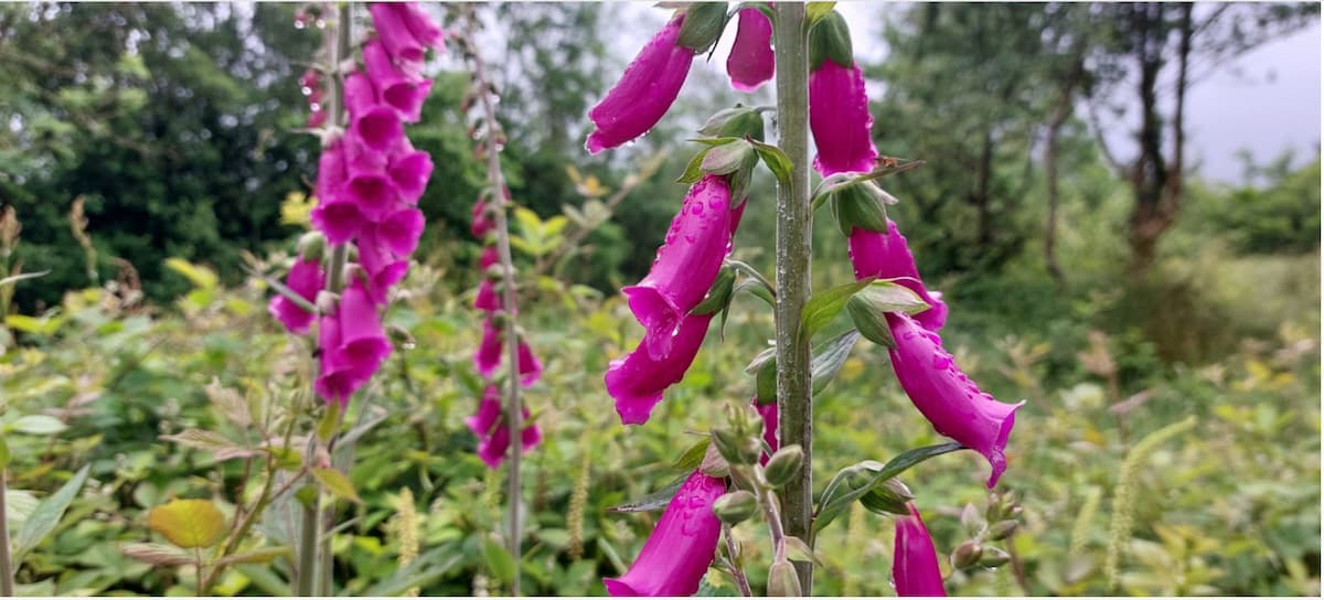 A field of Foxgloves
