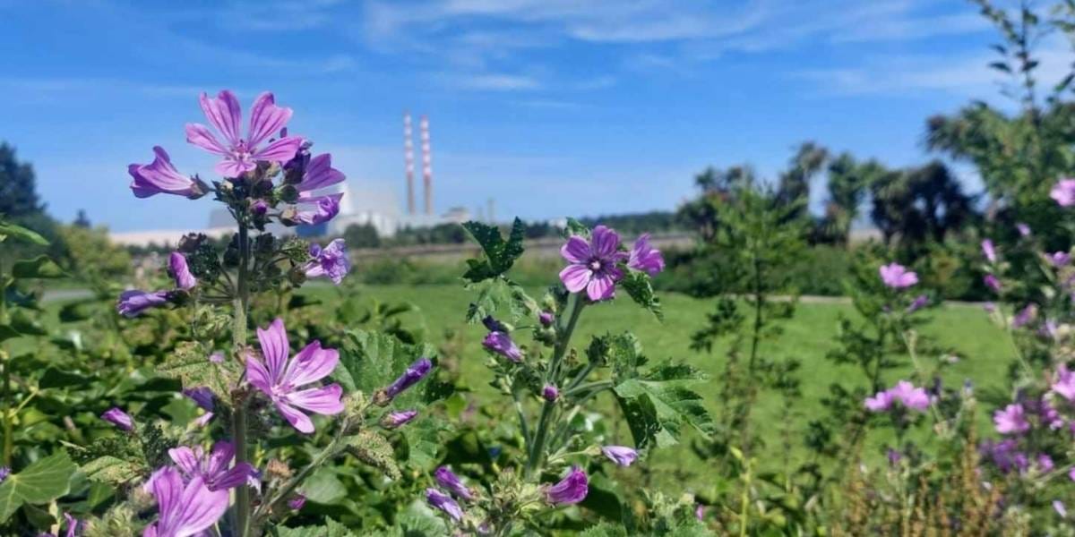 Mallow flowers against a blue sky with the Poolbeg towers in the background.