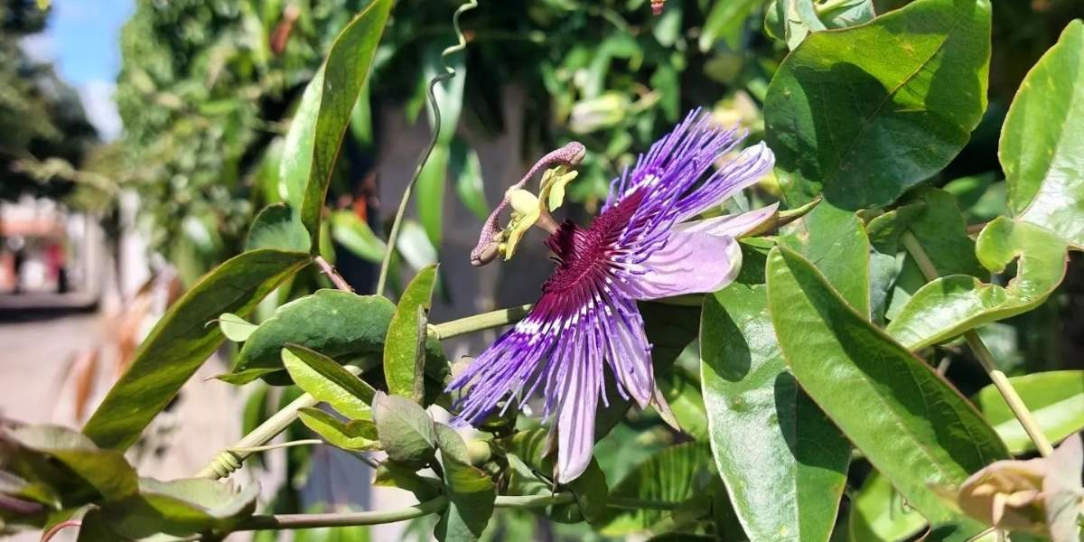 A passionflower vine in bloom.