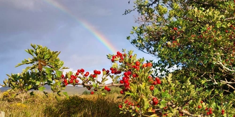 A hawthorne tree covered in red berries with a rainbow in the distance